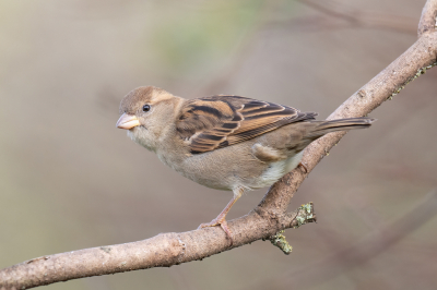 <i class='fa fa-user'></i> Freddy69 |   Huismus  <i class='fa fa-eye'> 116</i>  <i class='fa fa-thumbs-up'> 2</i>   <i class='fa fa-comment-o'> 26</i>