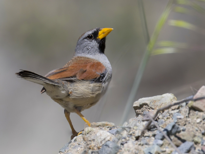 <i class='fa fa-user'></i> Paul van Giersbergen |   Grote Incagors  <i class='fa fa-eye'> 161</i>  <i class='fa fa-thumbs-up'> 8</i>   <i class='fa fa-comment-o'> 5</i>