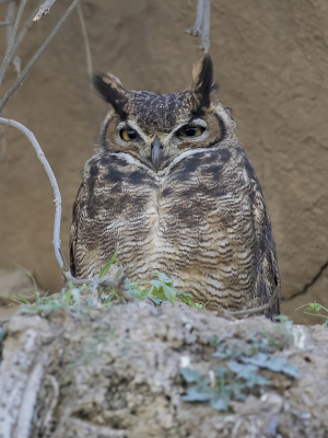 <i class='fa fa-user'></i> Paul van Giersbergen |   Magelhaenoehoe  <i class='fa fa-eye'> 191</i>  <i class='fa fa-thumbs-up'> 1</i>   <i class='fa fa-comment-o'> 6</i>