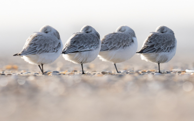 <i class='fa fa-user'></i> Loes Belovics |   Drieteenstrandloper  <i class='fa fa-eye'> 303</i>  <i class='fa fa-thumbs-up'> 20</i>   <i class='fa fa-comment-o'> 15</i>