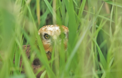 <i class='fa fa-user'></i> david ruijs |   Bruine Kiekendief  <i class='fa fa-eye'> 274</i>  <i class='fa fa-thumbs-up'> 6</i>   <i class='fa fa-comment-o'> 9</i>