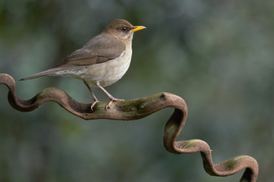 <i class='fa fa-user'></i> Martjan Lammertink |   Crmebuiklijster  <i class='fa fa-eye'> 193</i>  <i class='fa fa-thumbs-up'> 6</i>   <i class='fa fa-comment-o'> 9</i>