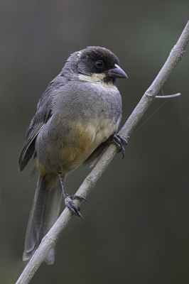 <i class='fa fa-user'></i> Paul van Giersbergen |   Roestbuikstruikgors  <i class='fa fa-eye'> 100</i>   <i class='fa fa-comment-o'> 2</i>