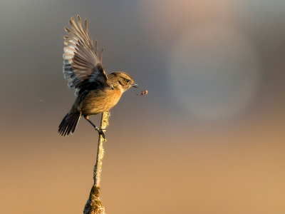 <i class='fa fa-user'></i> anevanrees |   Roodborsttapuit  <i class='fa fa-eye'> 268</i>  <i class='fa fa-thumbs-up'> 13</i>   <i class='fa fa-comment-o'> 8</i>