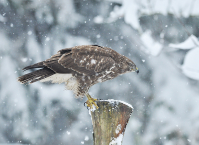 <i class='fa fa-user'></i> henkdikkers |   Buizerd  <i class='fa fa-eye'> 383</i>  <i class='fa fa-thumbs-up'> 24</i>   <i class='fa fa-comment-o'> 11</i>