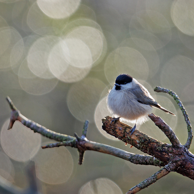 <i class='fa fa-user'></i> Erik van Ark |   Glanskop  <i class='fa fa-eye'> 290</i>  <i class='fa fa-thumbs-up'> 14</i>   <i class='fa fa-comment-o'> 11</i>