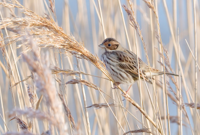 <i class='fa fa-user'></i> josephine |   Dwerggors  <i class='fa fa-eye'> 431</i>  <i class='fa fa-thumbs-up'> 43</i>   <i class='fa fa-comment-o'> 31</i>