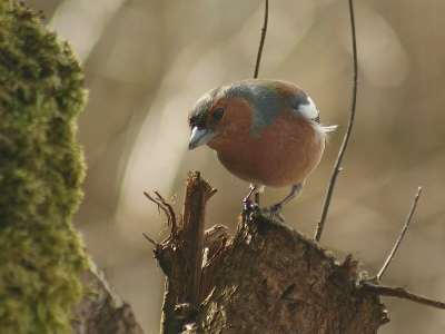 dezelfde vink als Lesley, maar deze is iets eerder gemaakt. Zon kwam van de achterkant maar geeft wel een mooi effect. Het is een zeer tam beestje wat volgens mij aardig vaak gevoerd wordt. Ook hier vroeg hij om wat zaadjes.