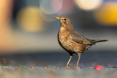 <i class='fa fa-user'></i> wouterroepel |   Merel  <i class='fa fa-eye'> 196</i>  <i class='fa fa-thumbs-up'> 9</i>   <i class='fa fa-comment-o'> 23</i>