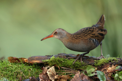 <i class='fa fa-user'></i> Frank Kremer |   Waterral  <i class='fa fa-eye'> 492</i>  <i class='fa fa-thumbs-up'> 42</i>   <i class='fa fa-comment-o'> 18</i>