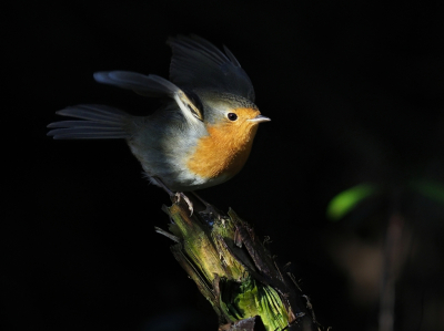 <i class='fa fa-user'></i> corvanspijk |   Roodborst  <i class='fa fa-eye'> 123</i>  <i class='fa fa-thumbs-up'> 8</i>   <i class='fa fa-comment-o'> 23</i>