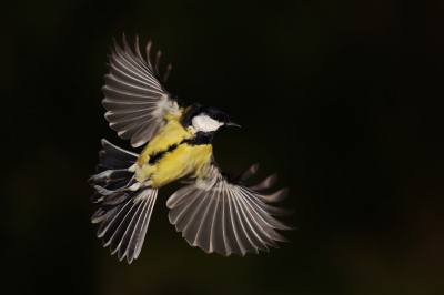 <i class='fa fa-user'></i> Gejo Wassink |   Koolmees  <i class='fa fa-eye'> 223</i>  <i class='fa fa-thumbs-up'> 10</i>   <i class='fa fa-comment-o'> 24</i>