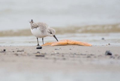 Er lagen meerdere zeesterren op het strand. De meeuwen gingen er verschillende keren mee vandoor.
De Drieteenstrandloper nam een paar keer een paar hapjes, maar besloot toch verder te gaan.