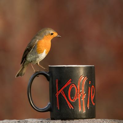 <i class='fa fa-user'></i> Truus Aletta Maan |   Roodborst  <i class='fa fa-eye'> 125</i>  <i class='fa fa-thumbs-up'> 5</i>   <i class='fa fa-comment-o'> 26</i>