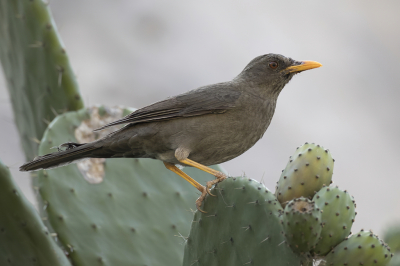 <i class='fa fa-user'></i> Paul van Giersbergen |   Chiguancolijster  <i class='fa fa-eye'> 124</i>   <i class='fa fa-comment-o'> 2</i>