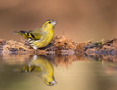 <i class='fa fa-user'></i> keesvanderklauw |   Sijs  <i class='fa fa-eye'> 318</i>  <i class='fa fa-thumbs-up'> 14</i>   <i class='fa fa-comment-o'> 5</i>