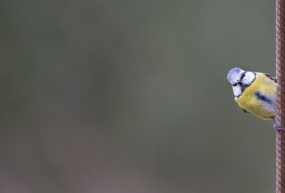 <i class='fa fa-user'></i> Bert Ooms |   Pimpelmees  <i class='fa fa-eye'> 132</i>  <i class='fa fa-thumbs-up'> 4</i>   <i class='fa fa-comment-o'> 22</i>