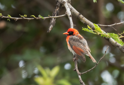 <i class='fa fa-user'></i> John Saxofoonbird |   Scharlaken Wever  <i class='fa fa-eye'> 127</i>   <i class='fa fa-comment-o'> 2</i>