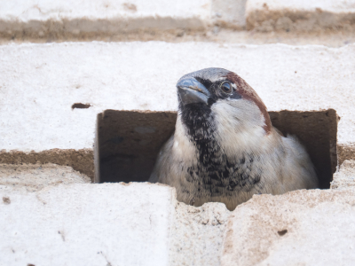 <i class='fa fa-user'></i> Gert-Jan Cromwijk |   Huismus  <i class='fa fa-eye'> 130</i>  <i class='fa fa-thumbs-up'> 5</i>   <i class='fa fa-comment-o'> 22</i>