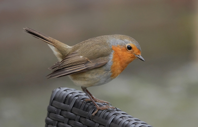 <i class='fa fa-user'></i> nelappelmelk |   Roodborst  <i class='fa fa-eye'> 116</i>  <i class='fa fa-thumbs-up'> 1</i>   <i class='fa fa-comment-o'> 23</i>