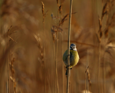 <i class='fa fa-user'></i> Ruben de Bruijn |   Pimpelmees  <i class='fa fa-eye'> 128</i>  <i class='fa fa-thumbs-up'> 4</i>   <i class='fa fa-comment-o'> 23</i>