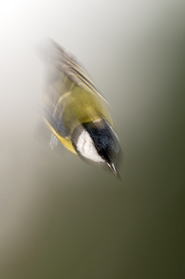 <i class='fa fa-user'></i> kevinhollmann |   Koolmees  <i class='fa fa-eye'> 169</i>  <i class='fa fa-thumbs-up'> 5</i>   <i class='fa fa-comment-o'> 25</i>