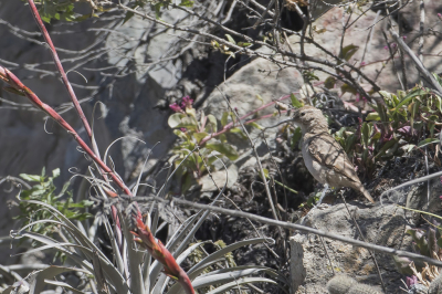 <i class='fa fa-user'></i> Paul van Giersbergen |   Diksnavelholengraver  <i class='fa fa-eye'> 116</i>   <i class='fa fa-comment-o'> 2</i>