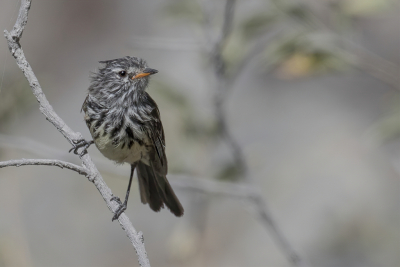 <i class='fa fa-user'></i> Paul van Giersbergen |   Geelsnavelmeestiran  <i class='fa fa-eye'> 118</i>  <i class='fa fa-thumbs-up'> 7</i>   <i class='fa fa-comment-o'> 4</i>