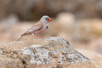 <i class='fa fa-user'></i> Hans Overduin |   Woestijnvink  <i class='fa fa-eye'> 245</i>  <i class='fa fa-thumbs-up'> 6</i>   <i class='fa fa-comment-o'> 6</i>