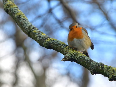 <i class='fa fa-user'></i> josephine |   Roodborst  <i class='fa fa-eye'> 102</i>  <i class='fa fa-thumbs-up'> 1</i>   <i class='fa fa-comment-o'> 24</i>