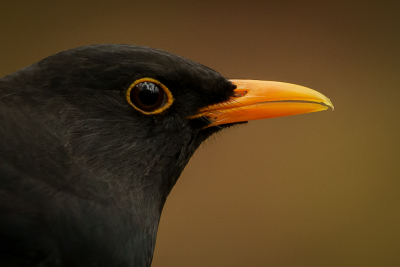 <i class='fa fa-user'></i> GeertN |   Merel  <i class='fa fa-eye'> 118</i>  <i class='fa fa-thumbs-up'> 1</i>   <i class='fa fa-comment-o'> 24</i>