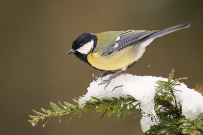 <i class='fa fa-user'></i> Ruud Scherpenisse |   Koolmees  <i class='fa fa-eye'> 120</i>  <i class='fa fa-thumbs-up'> 5</i>   <i class='fa fa-comment-o'> 24</i>