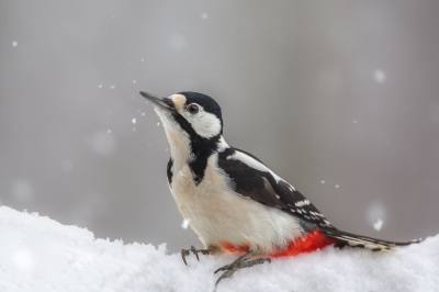 Bird picture: Dendrocopos major / Grote Bonte Specht / Great Spotted Woodpecker