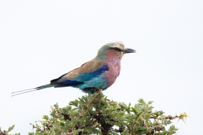 Bird picture: Coracias caudatus / Vorkstaartscharrelaar / Lilac-breasted Roller