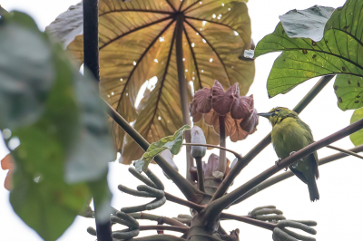 <i class='fa fa-user'></i> Paul van Giersbergen |   Geelbrauwklauwiervireo  <i class='fa fa-eye'> 115</i>   <i class='fa fa-comment-o'> 0</i>