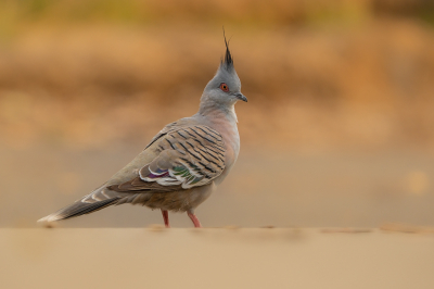 Bird picture: Ocyphaps lophotes / Spitskuifduif / Crested Pigeon