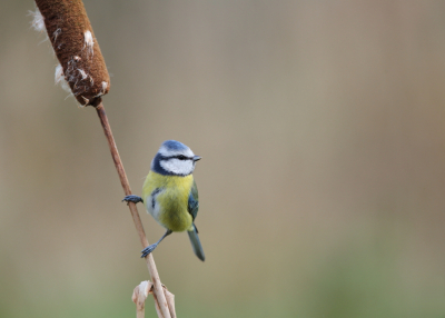 <i class='fa fa-user'></i> horneman69 |   Pimpelmees  <i class='fa fa-eye'> 111</i>  <i class='fa fa-thumbs-up'> 2</i>   <i class='fa fa-comment-o'> 23</i>