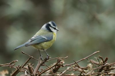 <i class='fa fa-user'></i> hjstukker |   Pimpelmees  <i class='fa fa-eye'> 96</i>   <i class='fa fa-comment-o'> 23</i>