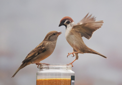 <i class='fa fa-user'></i> Krijn Dijkema |   Ringmus  <i class='fa fa-eye'> 138</i>  <i class='fa fa-thumbs-up'> 2</i>   <i class='fa fa-comment-o'> 23</i>