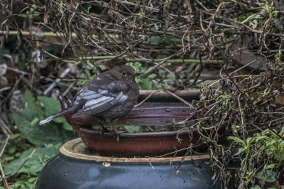 Dit keer ga ik niet voor mijn mooiste foto die ik voor de MO gemaakt heb, maar voor mijn mooiste foto van een bijzonder exemplaar van een van de toegestane 6 soorten: een vrouwtje Merel met leucisme die al wekenlang met grote regelmaat onze tuin aandoet.
Evengoed was het heel lastig, omdat ze zich doorgaans in de ochtend- of middagschemer het beste laat zien, ze direct wegvliegt als je de tuindeur opendoet, en alle foto's van deze vogel door dubbelglas gemaakt zijn. (Tijdens de vele uren dat ik deze maand t.b.v. de MO in de tuin gezeten heb, heb ik prachtige foto's gemaakt van o.a. Huismussen en Roodborsten (n Heggenmussen, maar die doen  niet mee deze maand), maar de Merels lieten zich niet zien als ik buiten was.) Dit alles leidde tot extreme ISO-waarden. Maar ja, ik vind deze vogel nu eenmaal leuk en bijzonder.
De foto is dus gemaakt in mijn eigen tuin. De omgeving rondom de Merel is ronduit rommelig, maar dat is nu eenmaal waar Merels zich het liefst bevinden.