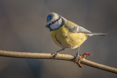 <i class='fa fa-user'></i> Vincent Vuik |   Pimpelmees  <i class='fa fa-eye'> 153</i>  <i class='fa fa-thumbs-up'> 2</i>   <i class='fa fa-comment-o'> 24</i>