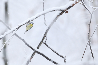 <i class='fa fa-user'></i> thijsglastra |   Pimpelmees  <i class='fa fa-eye'> 198</i>  <i class='fa fa-thumbs-up'> 2</i>   <i class='fa fa-comment-o'> 23</i>