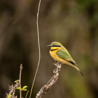 Bird picture: Merops pusillus / Dwergbijeneter / Little Bee-eater