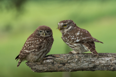 <i class='fa fa-user'></i> Geerie |   Steenuil  <i class='fa fa-eye'> 264</i>  <i class='fa fa-thumbs-up'> 15</i>   <i class='fa fa-comment-o'> 14</i>