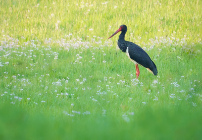 Bird picture: Ciconia nigra / Zwarte Ooievaar / Black Stork