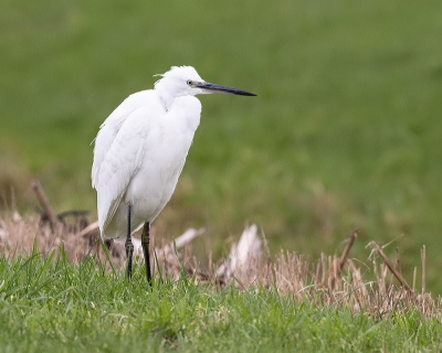 Deze opname kwam in het verbeteralbum, hierbij nog een poging. Reeds laat in de middag nog maar weinig licht en op flinke afstand, dus flinke crop.