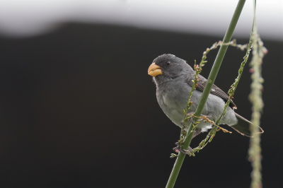 <i class='fa fa-user'></i> Paul van Giersbergen |   Blauwgrijs Dikbekje  <i class='fa fa-eye'> 114</i>  <i class='fa fa-thumbs-up'> 2</i>   <i class='fa fa-comment-o'> 1</i>