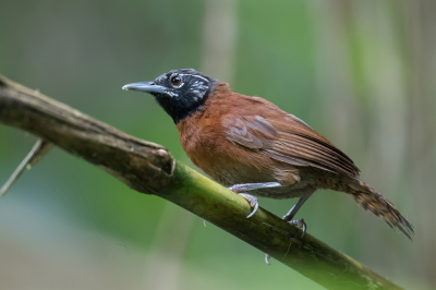 <i class='fa fa-user'></i> Paul van Giersbergen |   Roetkopwinterkoning  <i class='fa fa-eye'> 113</i>   <i class='fa fa-comment-o'> 1</i>