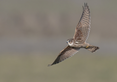 Bird picture: Falco columbarius / Smelleken / Merlin