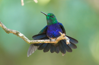 <i class='fa fa-user'></i> Martjan Lammertink |   Vorkstaartbosnimf  <i class='fa fa-eye'> 202</i>  <i class='fa fa-thumbs-up'> 18</i>   <i class='fa fa-comment-o'> 8</i>